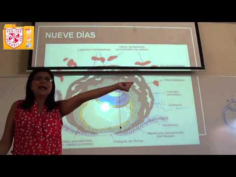 embriologia - UNIVERSIDAD DE SAN MARTÍN DE PORRES FACULTAD DE MEDICINA HUMANA FILIAL NORTE EMBRIOLOGIA - Diapositivas: http://goo.gl/2MFrAF.