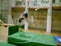 video we are acrodunk team...
