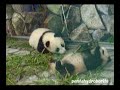 Twin PANDA Baby