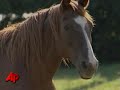 Nebraska Town Is Giving a Horse the Boot