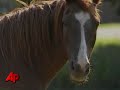 Nebraska Town Is Giving a Horse the Boot