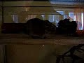Degu singt Degu singt