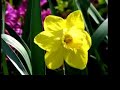 SPRING SPRING