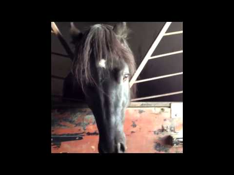 horses grand national horses grand national