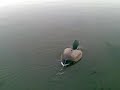Radio Controlled Duck