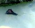 videos de alieni marini a marina di pisa pt.1