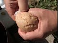 The Testicle Cookbook - Peeling Testicles The Testicle Cookbook - Peeling Testicles