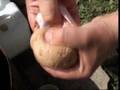 The Testicle Cookbook - Peeling Testicles