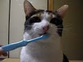 ?????? - Cat Dental Care ?????? - Cat Dental Care