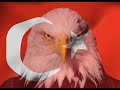 Türk, bayrak ve Atatürk