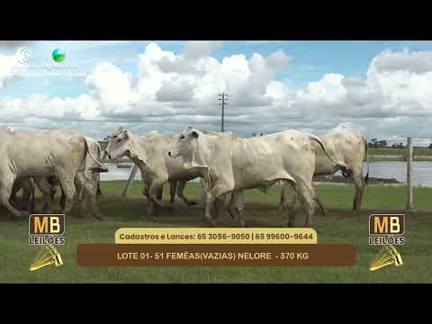 543� LEIL�O VIRTUAL MB LEIL�ES