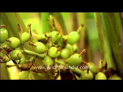 how to grow elaichi