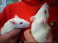 Rat Love