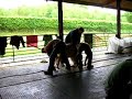 Alpaca Shearing 1 Alpaca Shearing 1