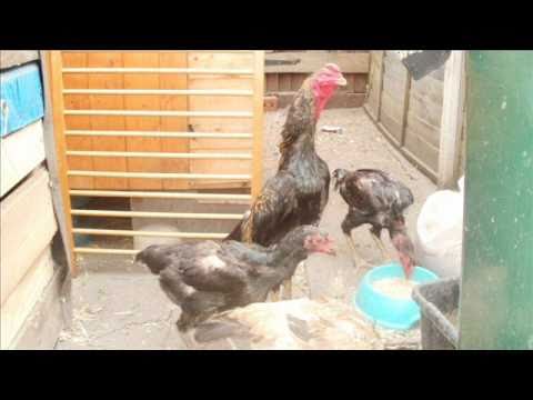 Asil (chicken) - Silver duckwing asil. Music: sian zahoor-teray ishq nachaya.