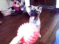 playing with chuchi (boarding house)