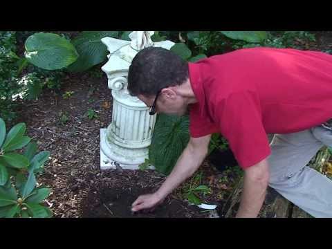 how to transplant solomon's seal