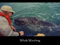 Whale Watching, Baja California