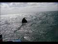 Whale Watching, Baja California