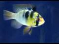 Practical Fishkeeping live at Aquarama 2007