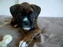 Gaia! mi boxer! (cita:P) Gaia! mi boxer! (cita:P)