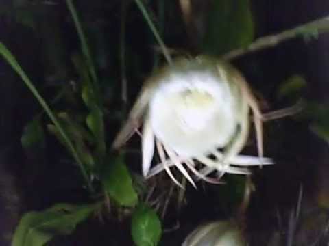 how to fertilize epiphyllum plants