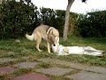 Czechoslovakian Wolfdog - Nagi & Ishta Czechoslovakian Wolfdog - Nagi & Ishta