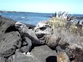 Marine iguana blowing salt