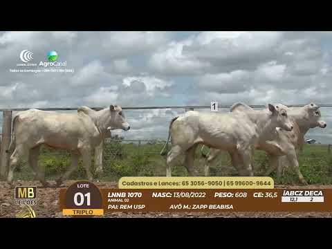 537� LEIL�O VIRTUAL MB LEIL�ES