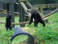 i went to the columbus zoo and this was the most action that happened today only from these gorillas