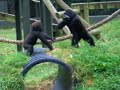 Columbus Zoo-Baby gorilla play fight