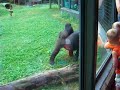 i went to the columbus zoo and this was the most action that happened today only from these gorillas