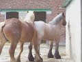 Caballos