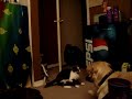 cat vs dog