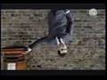 Gomez - 78 Stone Wobble
