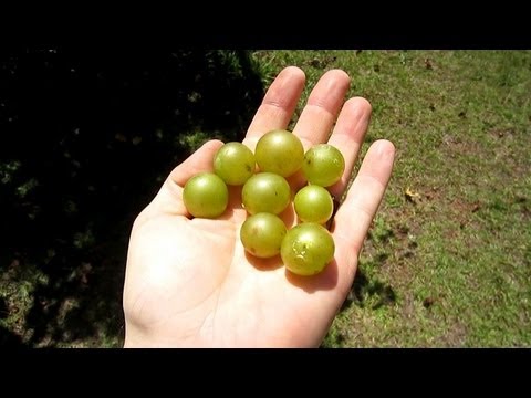 how to fertilize scuppernong vines