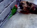 LORO- GOYO