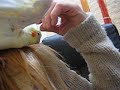 yéllo adore les caresses yéllo adore les caresses