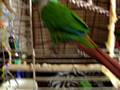 videos de Spooky Bird 1 of 2
