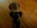 videos de Rhodesian ridgeback tricks
