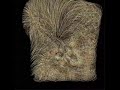 10000 Hairs in Processing