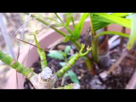 how to grow umbrella plant from cuttings