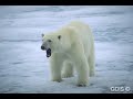 l'ours polaire en danger!