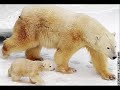 L'ours polaire en danger!