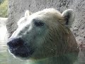 l'ours polaire en danger!