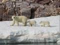 L'OURS POLAIRE