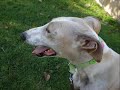 La historia de Ara, galga abandonada embarazada