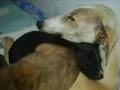 La historia de Ara, galga abandonada embarazada