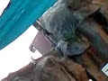 la foca cachonda!!! la foca cachonda!!!
