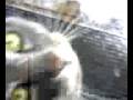 videos de Morlock and Snow